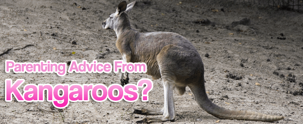 Parenting Advice From Kangaroos?