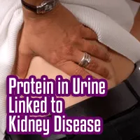 Protein in Urine Linked to Kidney Disease Protein in Urine Linked to Kidney Disease