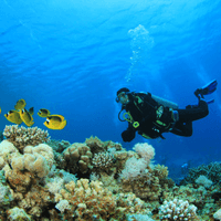 Coral Mapping Confirms Climate Change is Killing Our Reefs