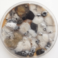 Hidden Household Mold Can Cause Serious Health Hazards