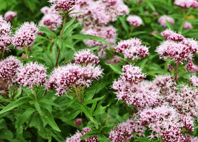 Valerian Root: Nature's Anxiety Reliever