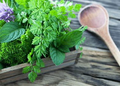 healing powers of mint