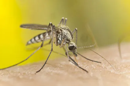 Mosquito