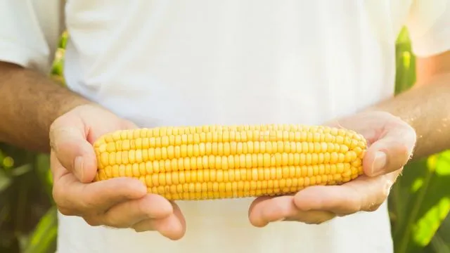 corn