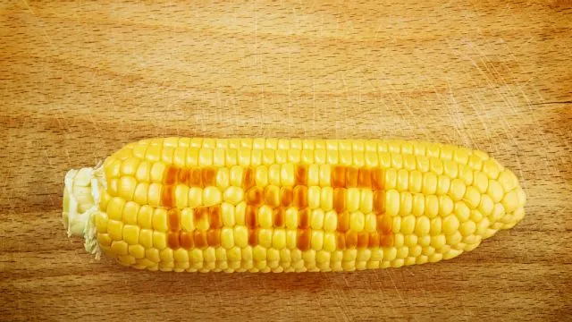 gmo corn