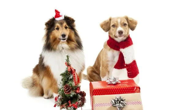 Gifts and christmas tree in front of two dogs