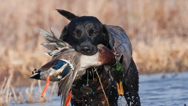 Black Lab with Mallard