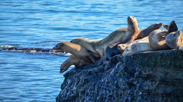 Sea lions on a cliff