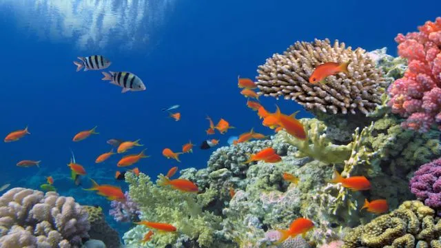 Tropical Fish on Coral Reef in the Red Sea