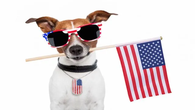 american dog