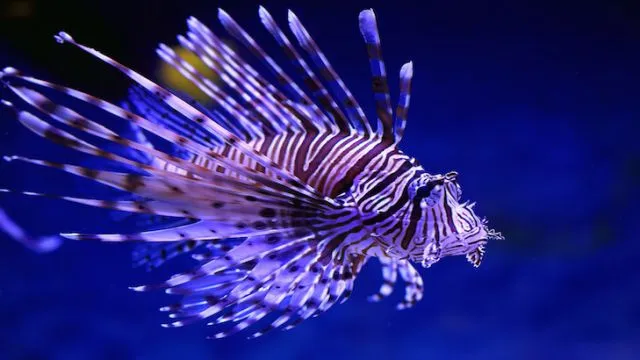 Pterois volitans. Fish close up
