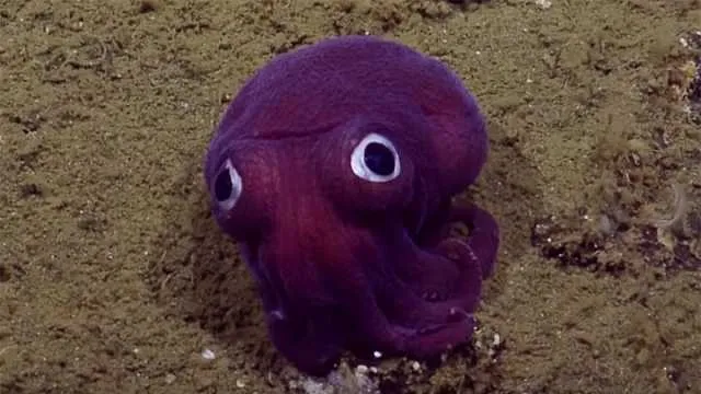 Purple Sea Creatures