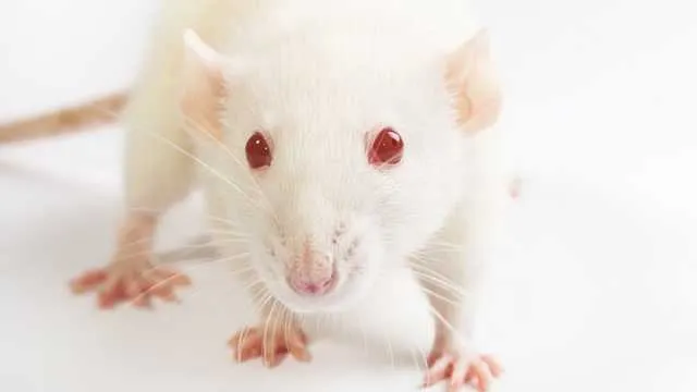 Animal testing