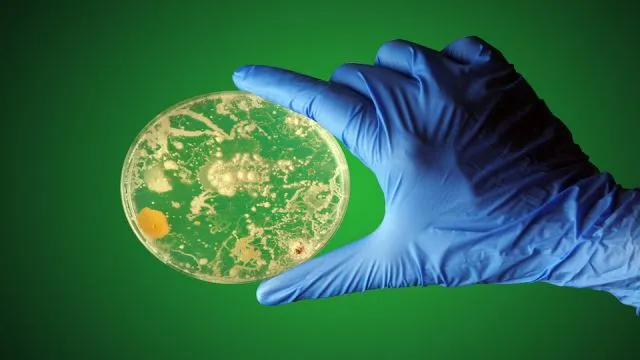 Gloved hand holding bacteria growing in a petri dish